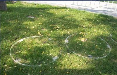 一体式不锈钢植草井盖